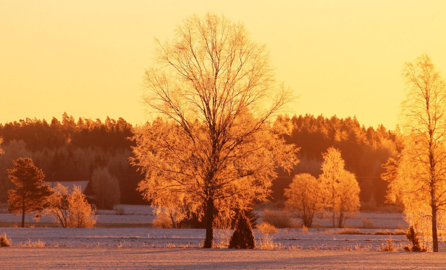 Oranssin värinen puinen talvimaisema